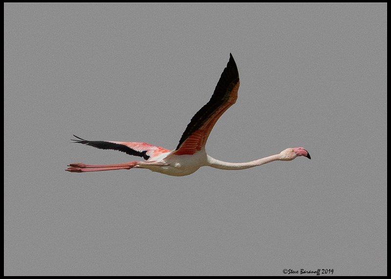 _9SB1125 greater flamingo.jpg